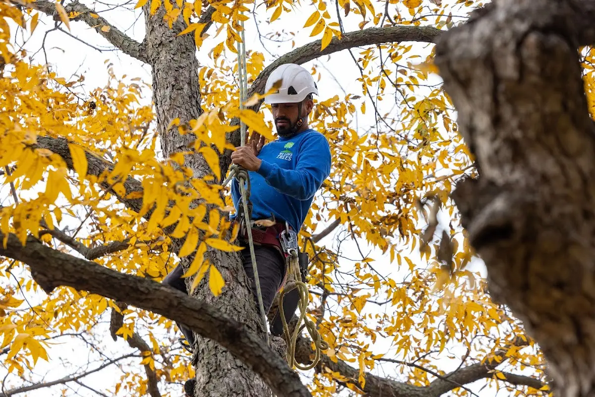 Skilled Storm Damage Cleanup crew working in Spavinaw